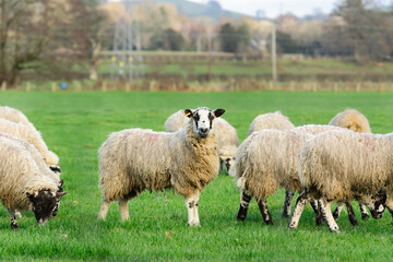 Naklejka premium North of England or North Country Mule sheep on a farm in North Wales in the winter