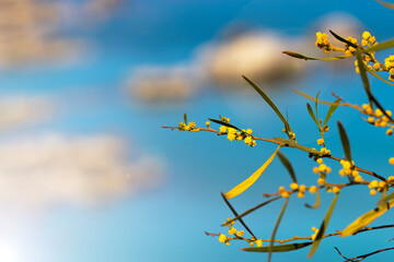 Yellow flower of mimosa on Mediterranean sea beach backround. Summer day seascape. Clear Water...