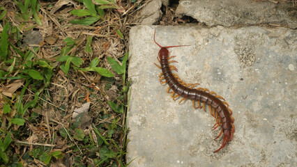 The Giant red Centipede dangerous animal in the Garden and Courtyard.