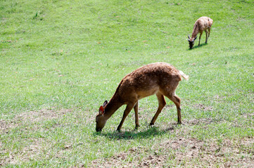 spotted deer graze in the meadow grazing the grass