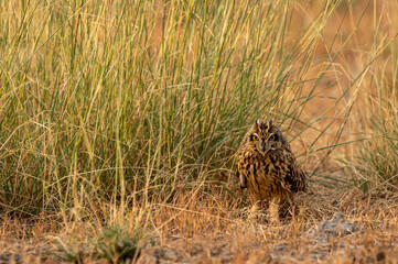 short eared owl or Asio flammeus portrait or close up at forest of central india
