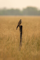 Common kestrel or european kestrel or Falco tinnunculus portrait perched on branch during winter...
