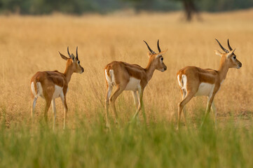blackbuck or antilope cervicapra or indian antelope herd or group walking together in pattern in grassland of tal chhapar sanctuary churu rajasthan india