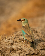Eurasian or European roller or Coracias garrulus a colorful bird portrait at ranthambore national park rajasthan india