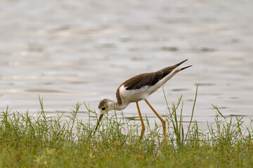 Greater Yellowlegs Sandpiper eating insects on near river.