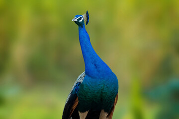 Obraz premium Indian Peacock- The Indian peafowl (Pavo cristatus), also known as the common peafowl.