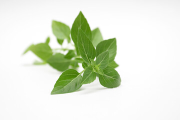 Basil herb fresh green leaves isolated on white background