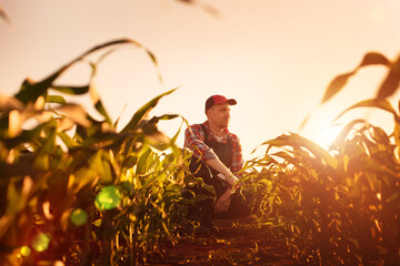 Middle age male caucasian maize farmer with tablet computer kneeled for inspection corn stalks