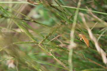dragonfly on the grass