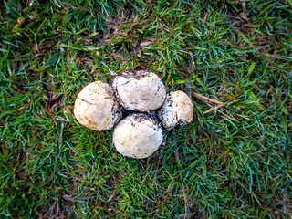 Ileodictyon cibarium, Basket Fungus, that look like puff balls, picked out from the garden and laid on the grass to examine them, New Zealand