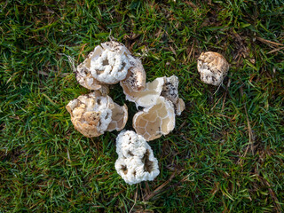 Ileodictyon cibarium, Basket Fungus, that look like puff balls, picked and laid on the grass then broken open to examine the latticed walls all folded up. When mature enough they spring open. NZ