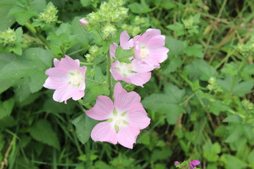 Obraz na płótnie Canvas pink flowers in the garden