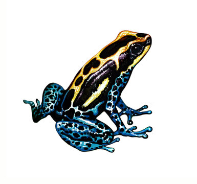 Poison dart frog (Dendrobatidae)