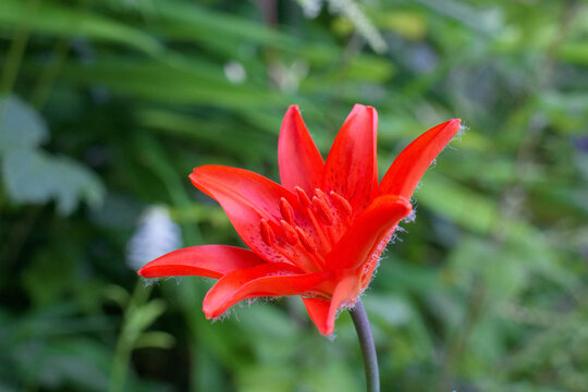 ヒメユリ の画像 50 件の Stock 写真 ベクターおよびビデオ Adobe Stock