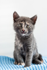Little grey kitten sitting on a blue knitted fabric and looking straight at camera