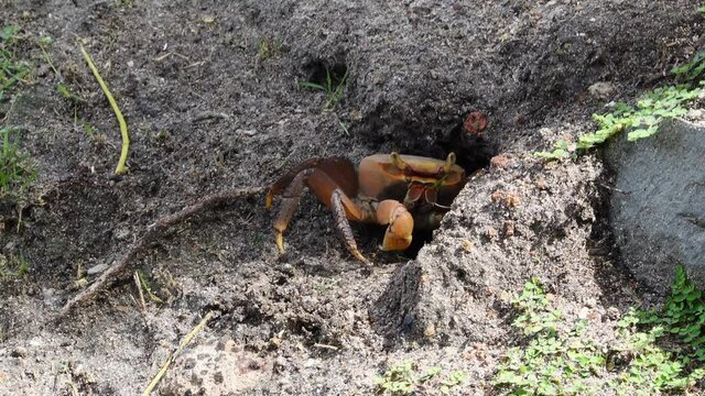 A crab going into its hole along the side of a creek.