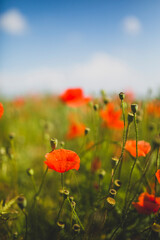 Meadow full of poppies on a beautiful sunny day