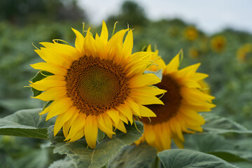 Blooming Helianthus annuus in field. Known as sunflower. Two yellow flowers, detail of flower head.