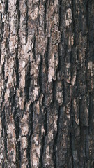 bark of a tree