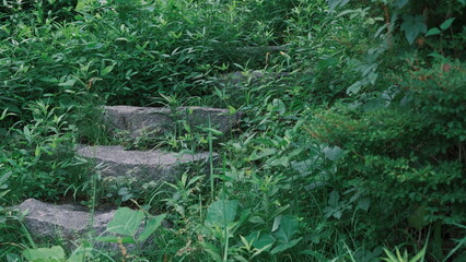 ancient rock stairs in the forest