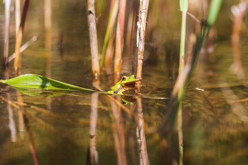 Hyla arborea - Green tree frog on a stalk. The background is green. The photo has a nice bokeh. Wild photo