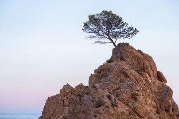 Tree in the top of a big rock in the beach.
