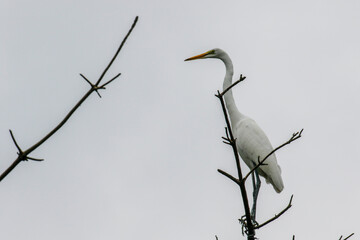 July 6, 2021-Yecheon, South Korea-A White Heron flock at habitat in Yecheon, South Krea.