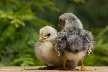 The chickens of the Seabright dwarf chickens are silver on a green background.