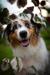Young australian shepherd dog posing in garden.