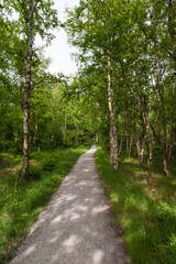 Bospad, Forest path