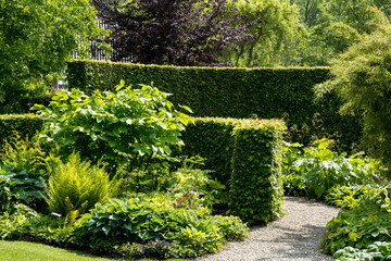 hedges of European hornbeam