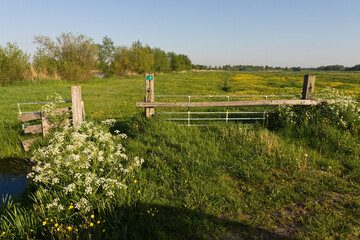 Bloemenveld, Field of flowers