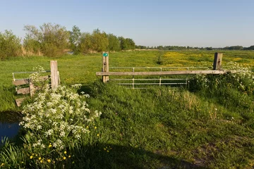 Tuinposter Bloemenveld, Field of flowers © AGAMI