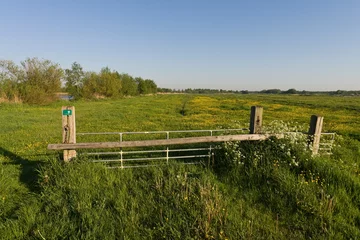 Sierkussen Bloemenveld, Field of flowers © AGAMI