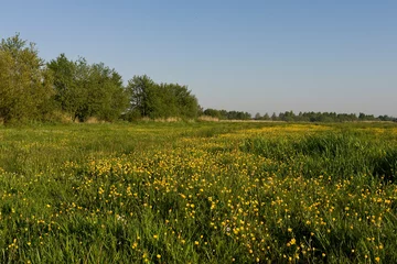 Fotobehang Bloemenveld, Field of flowers © AGAMI