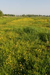 Fototapeten Bloemenveld, Field of flowers © AGAMI