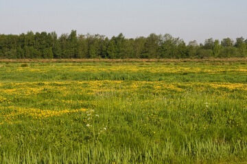 Bloemenveld, Field of flowers
