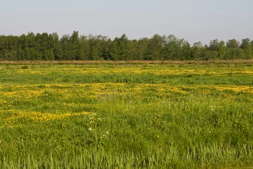 Gordijnen Bloemenveld, Field of flowers © AGAMI