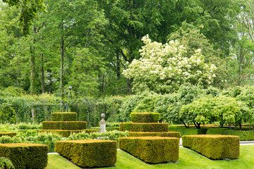 Fototapeta premium Clipped blocks of Taxus 