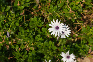 White flower in a green leaves background. Dimorphotheca pluvialis.