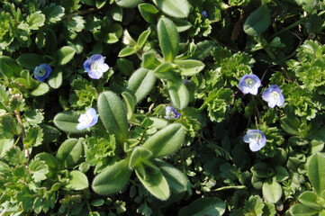 オオイヌノフグリ　野草