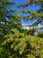 LARCH WITH CONES