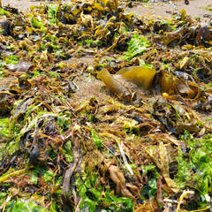 ALGAE OF THE SEA OF OKHOTSK