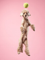 Funny active dog jumping and catches the ball. Funny small poodle on pink background