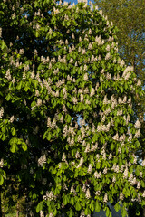 Witte Paardenkastanje,  European Horse-chestnut, Aesculus hippocastanum