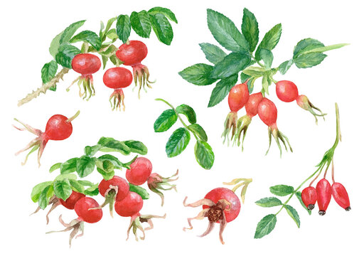 Set. Rosehip berries on twigs. The image is hand-drawn and isolated on a white background. Watercolor painting.