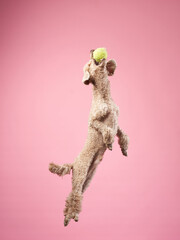Funny active dog jumping and catches the ball. Funny small poodle on pink background