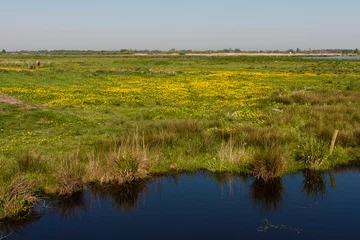 Rolgordijnen Bloemenveld, Field of flowers © AGAMI