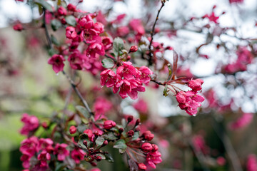 Blooming tree with pink flowers in raindrops.
