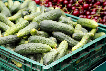 green cucumbers are in a green plastic box at the market . side view . fresh vegetables on the market